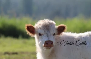 Miniature Highpark Heifer