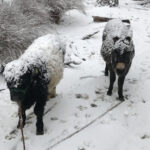 gus mini bull in snow