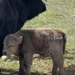 remi miniature bull