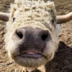 stetson miniature bull big nose