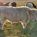 miniature bull stetson field