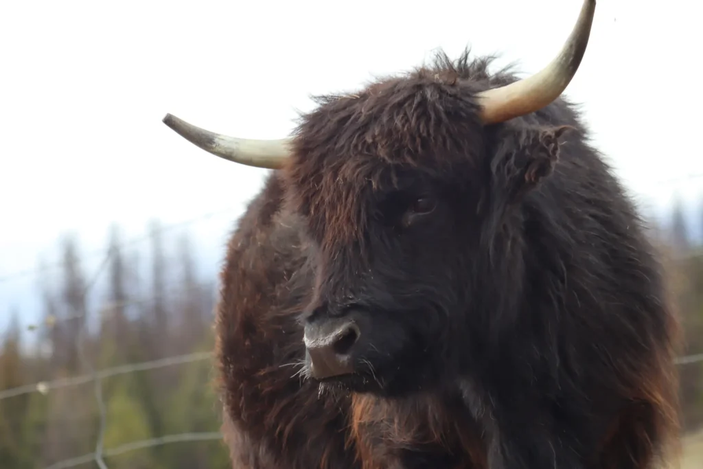 Micro Highland Cow