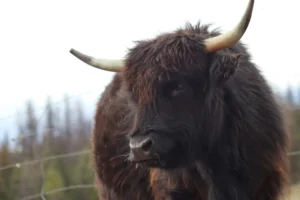 Micro Highland Cow