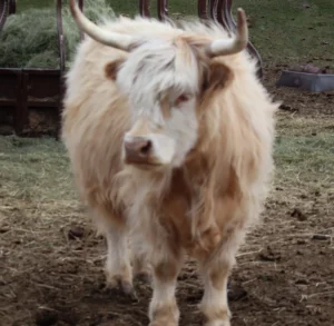 dollie full grown miniature cow