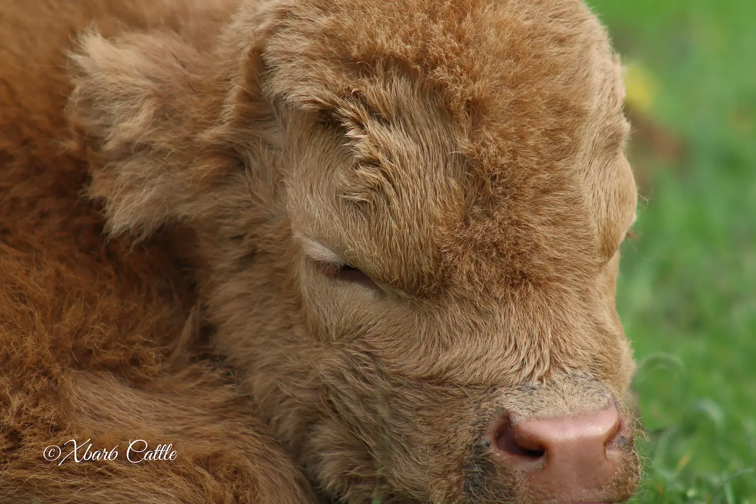 Miniature Highlands for Sale|Xbar6 Miniature Cattle
