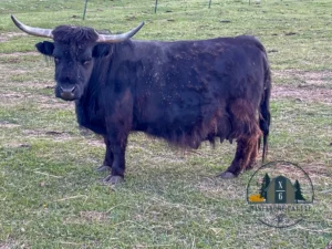 Micro mini highland cow