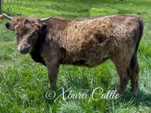 Mini Dun Cow