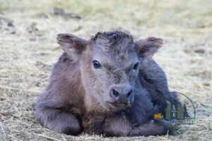 mini highland bull