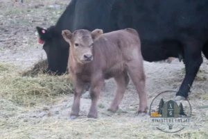 mini dun heifer