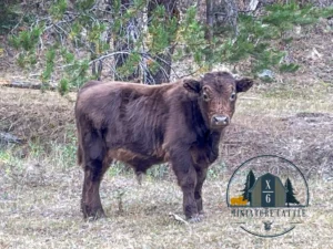 Miniature Dun baby cow