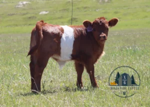 Micro Red Belted Galloway