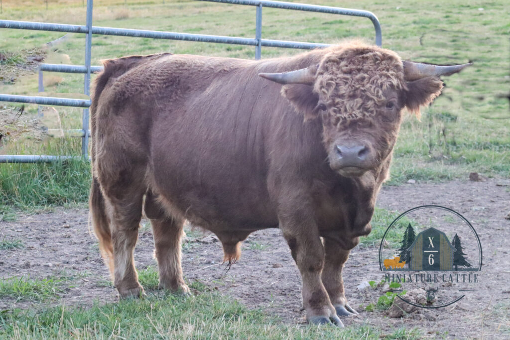 MINI HIGHLAND BULL