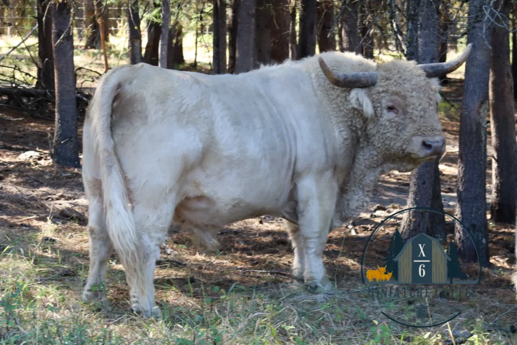 Mini highland bull