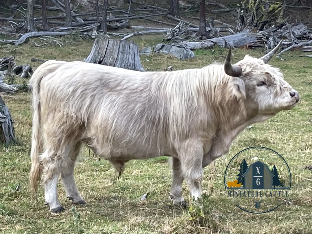 silver mini highland bull