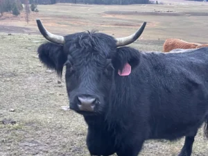 Highdex black cow
