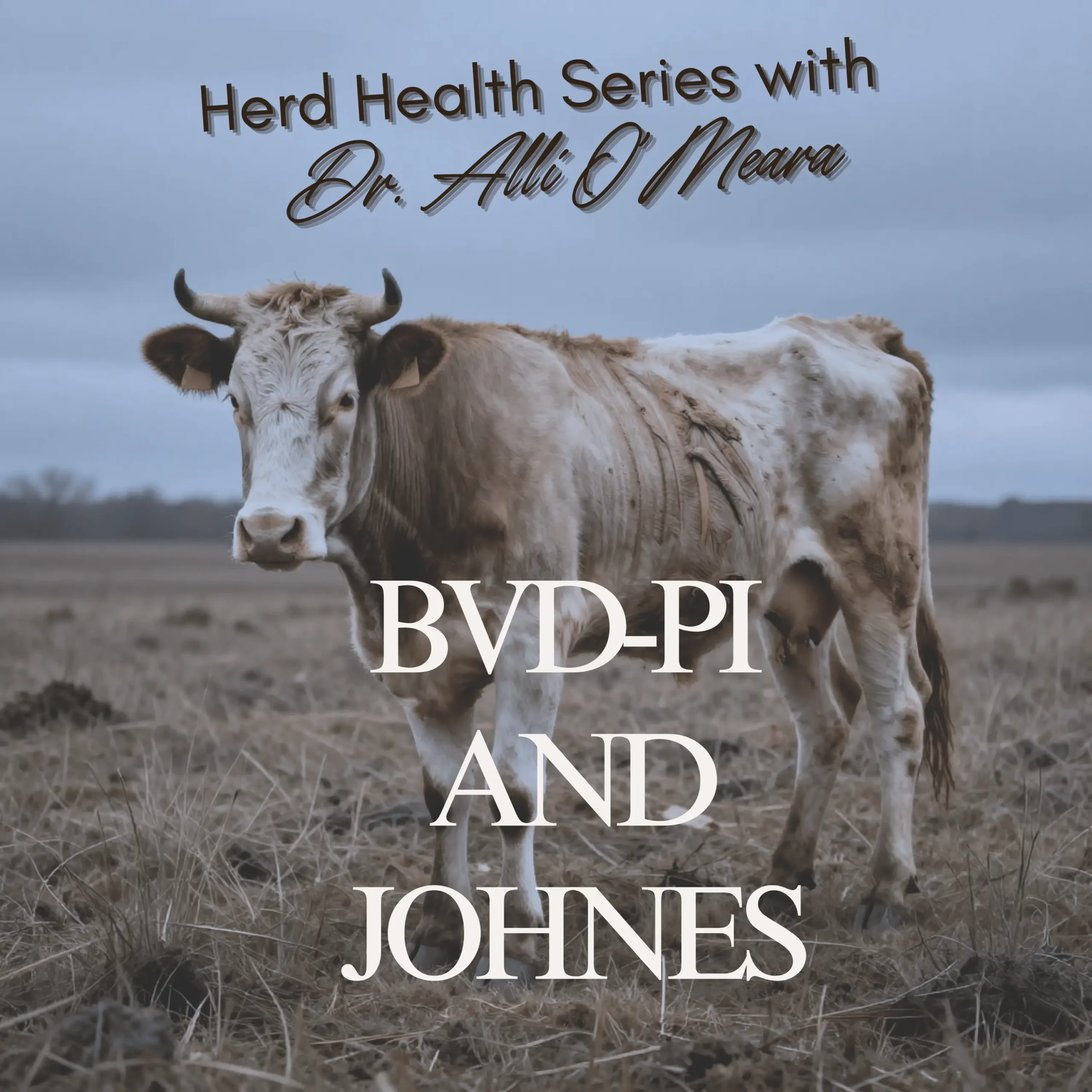 bad cow johnes cow