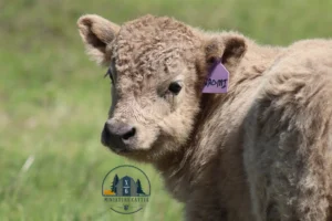 Dun Mini Highland Heifer