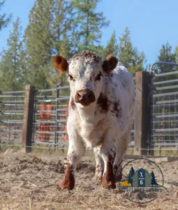 Micro Highpark bull calf