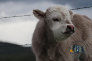 Silver Miniature Highland bull