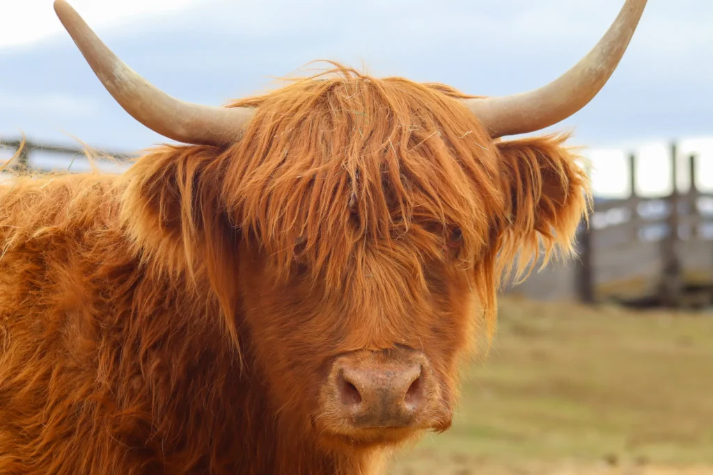 Red Mini Highland Cow