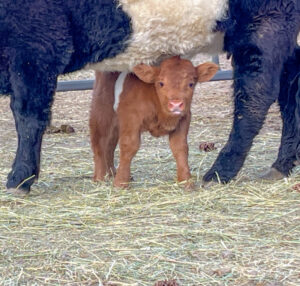 micro belted galloway heifer