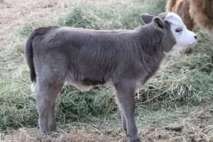 mini highland heifer