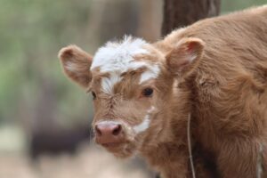 mini highland heifer
