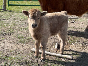 dun highland heifer