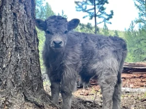 dun micro highland bull