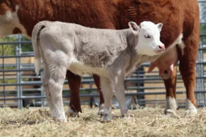 Silver Heifer
