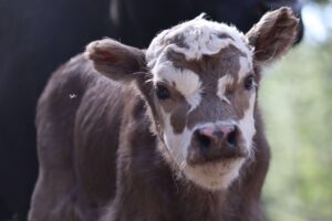mini highland heifer