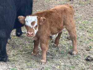 micro bull calf