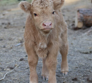 micro yellow highland