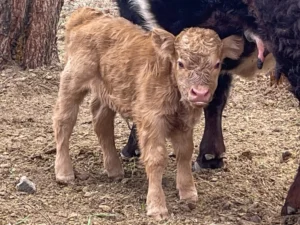 Yellow Micro Heifer