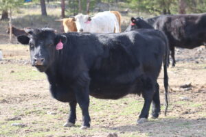 micro mini cow