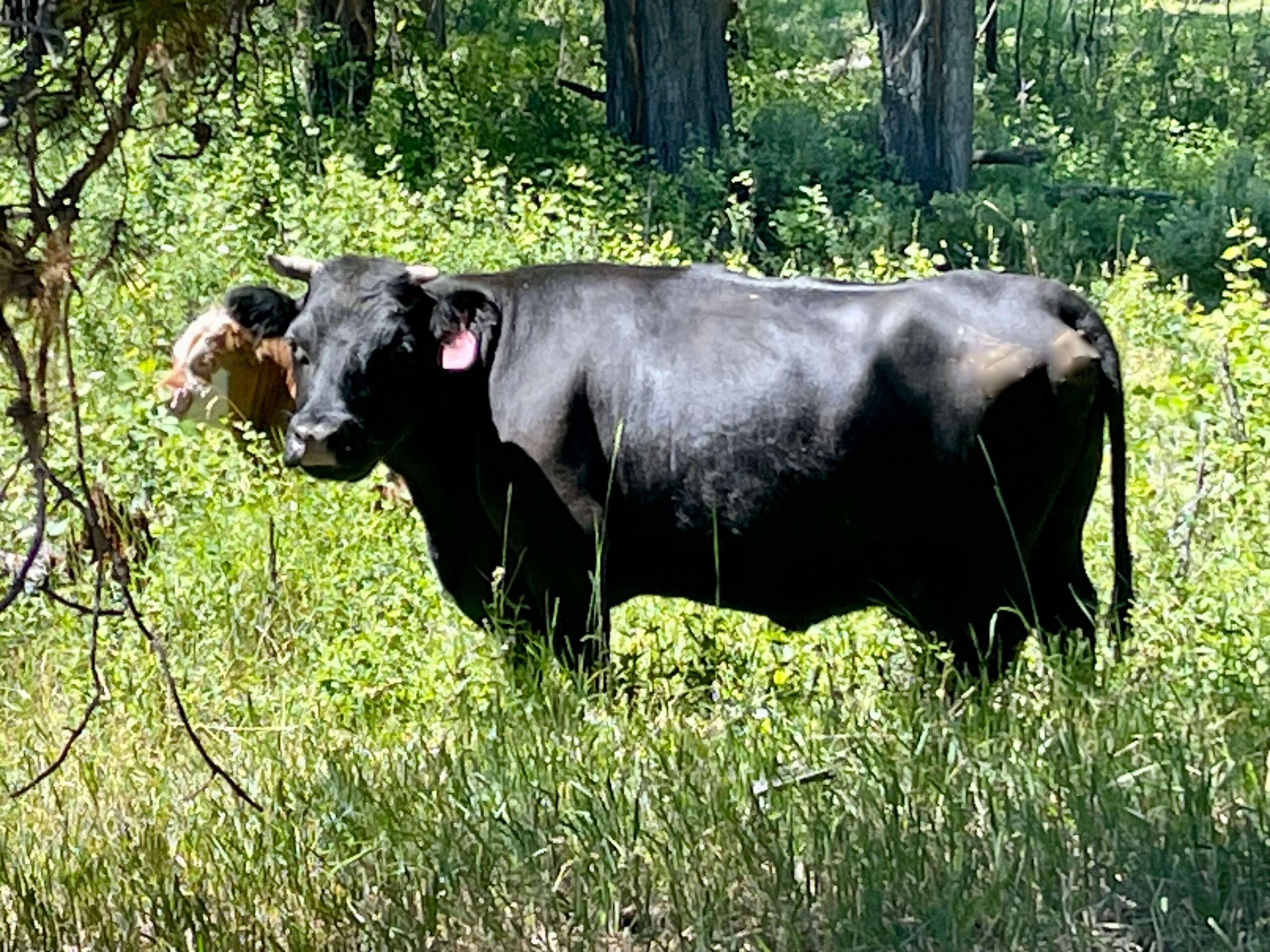 micro mini cow