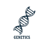 mini cow genetics