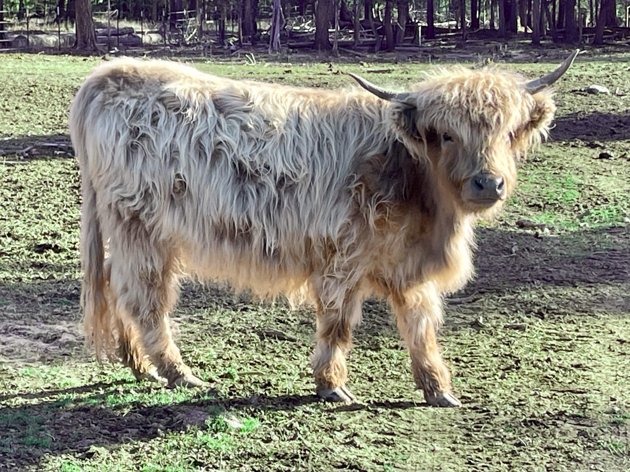 miniature Highland cow