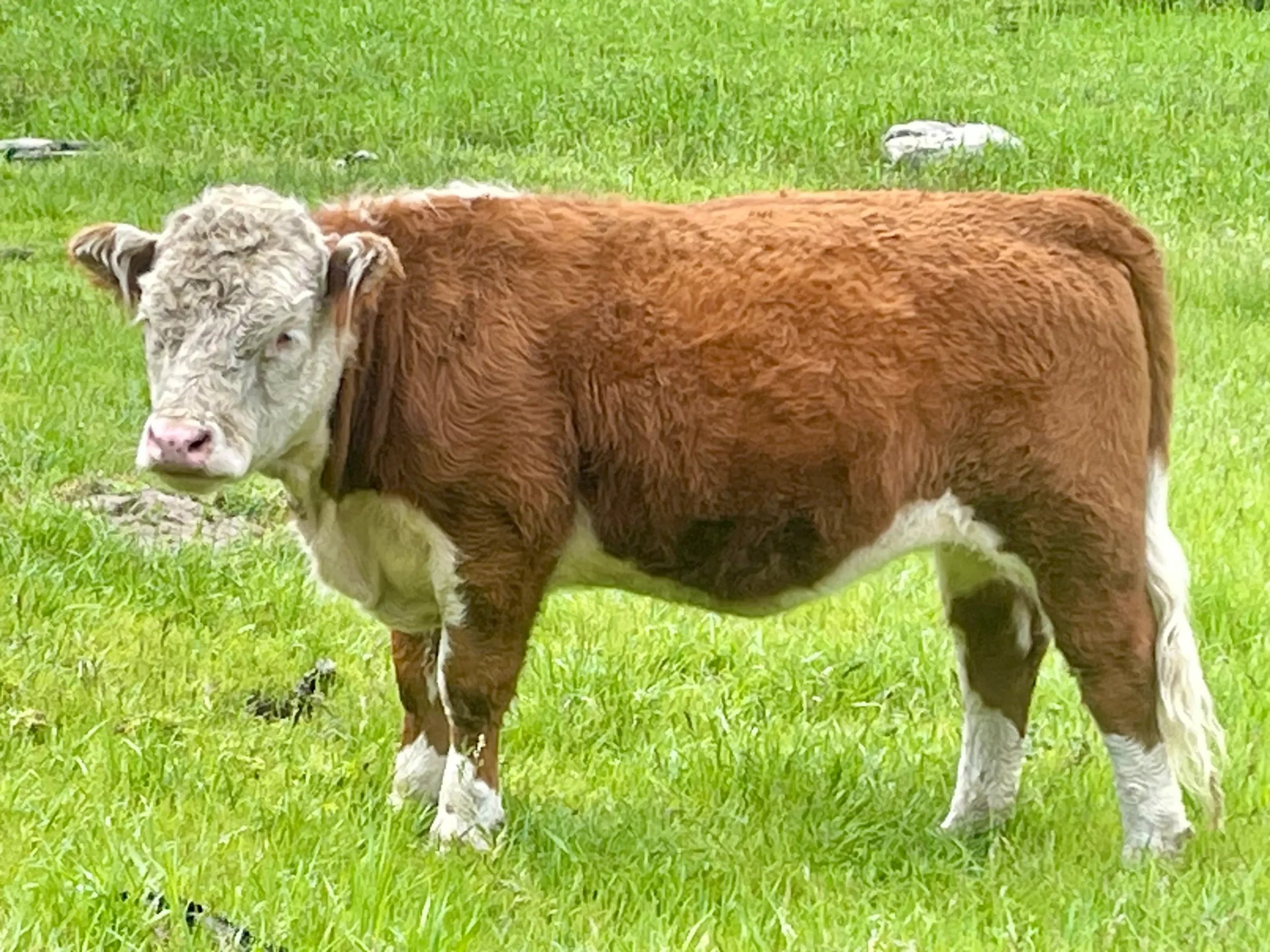 Mini Hereford Heifer