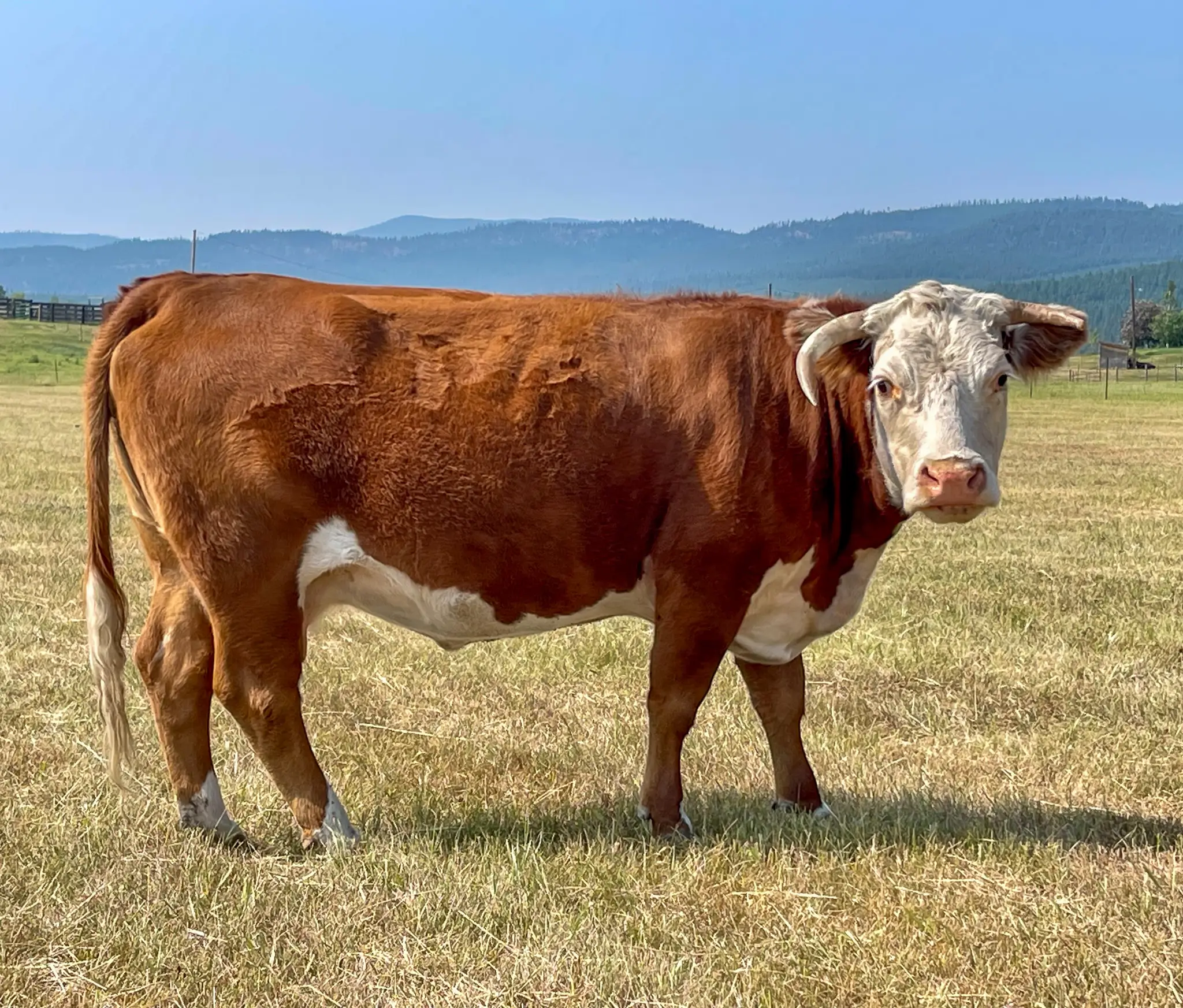 Miniature Hereford cow