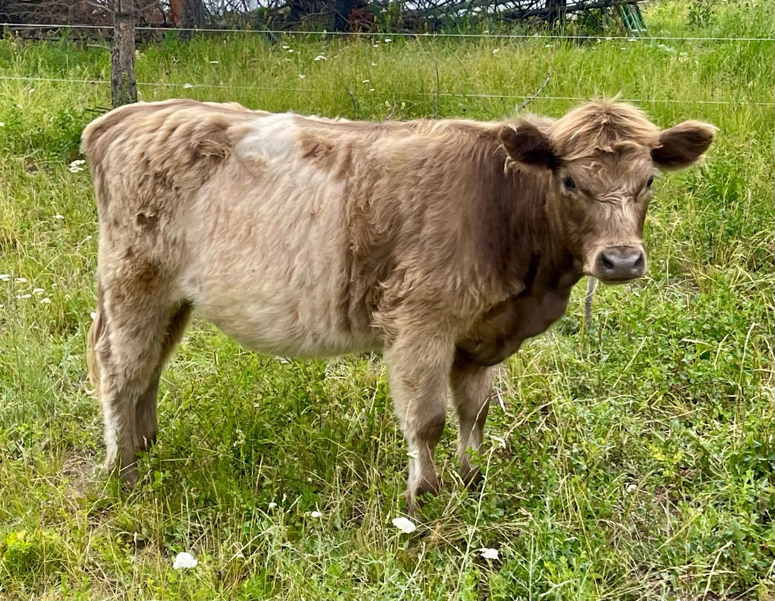 Miniature dun Highbelt heifer