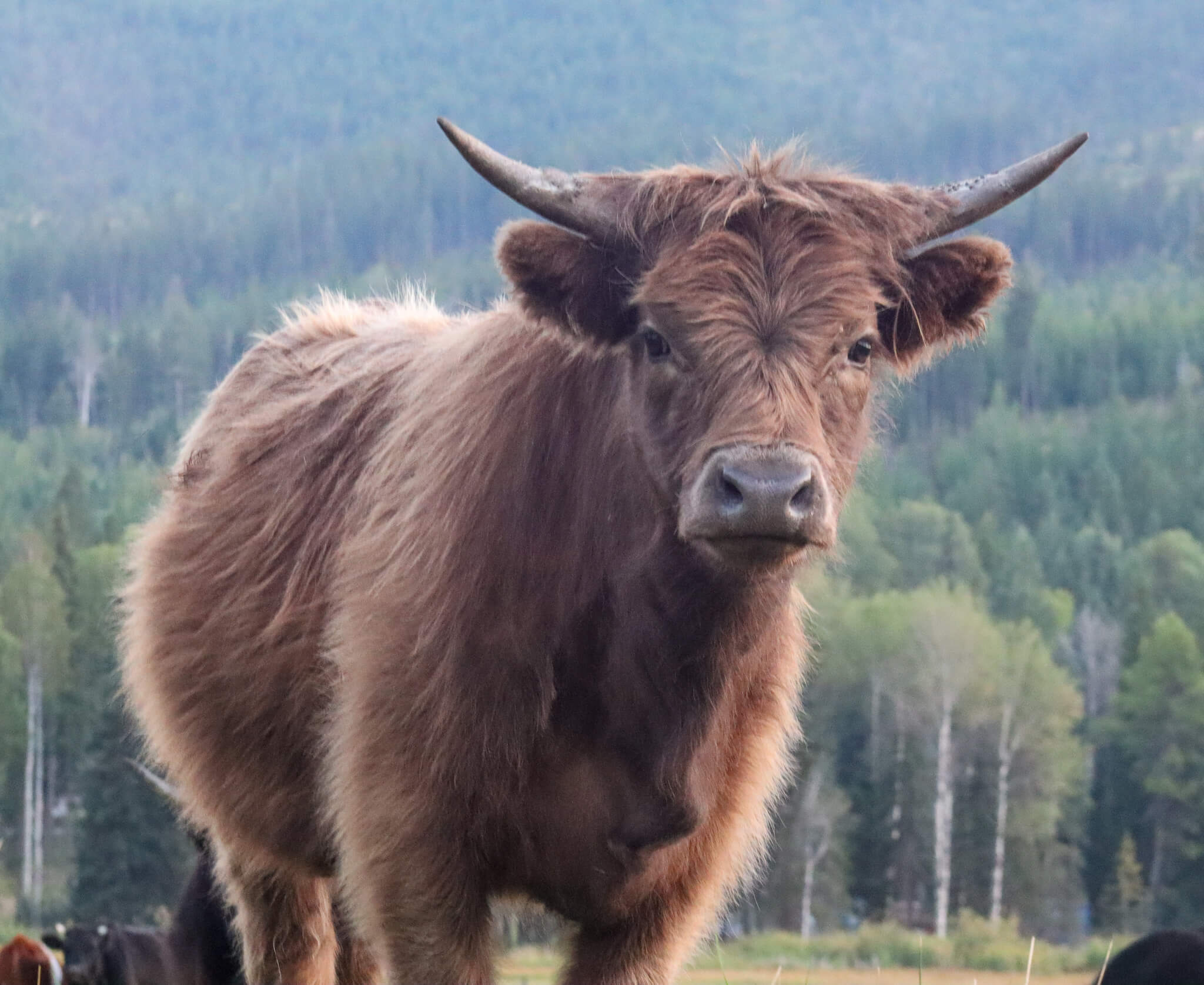 Dun Mini Highland