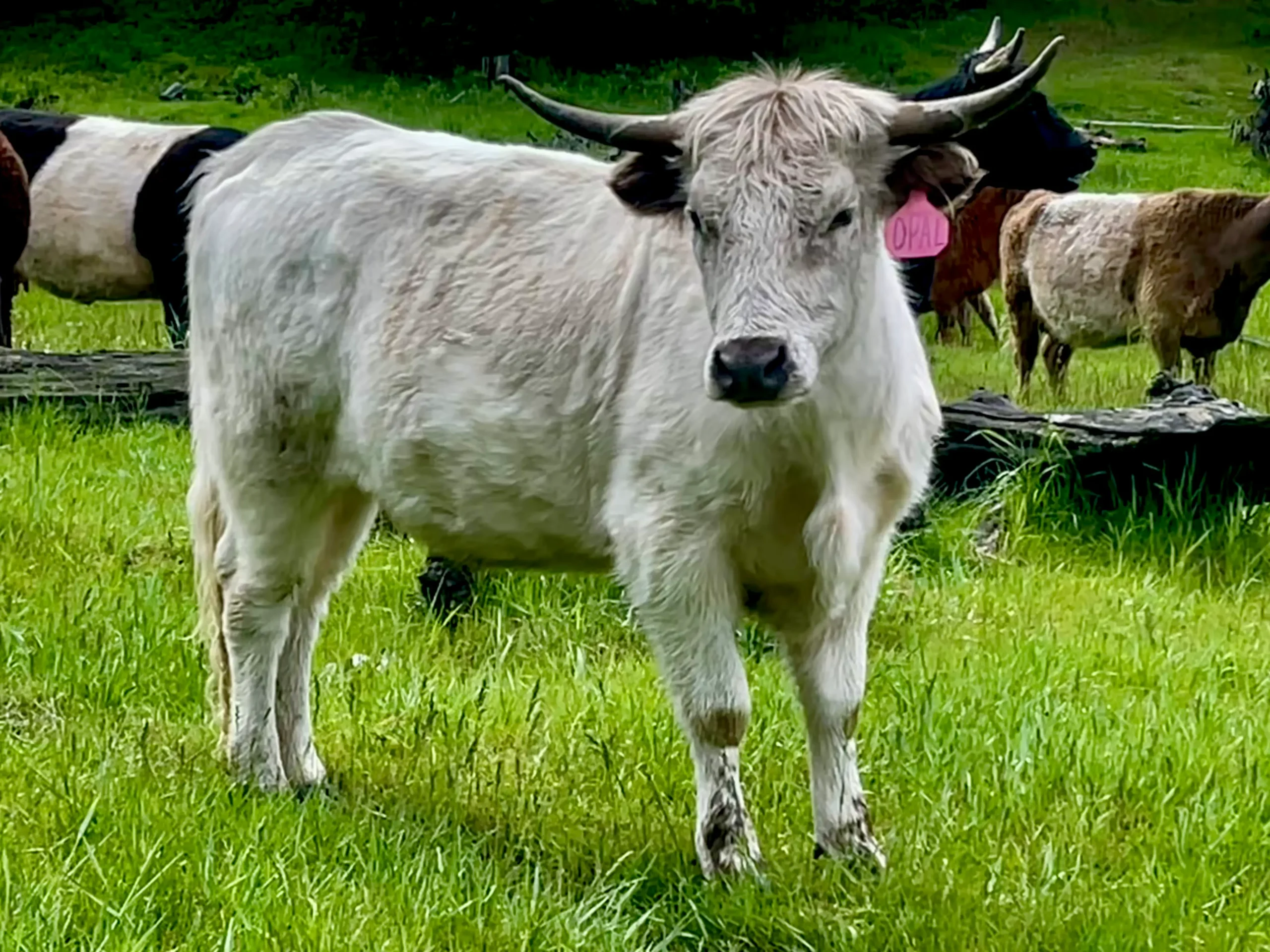 Mini Highpark heifer