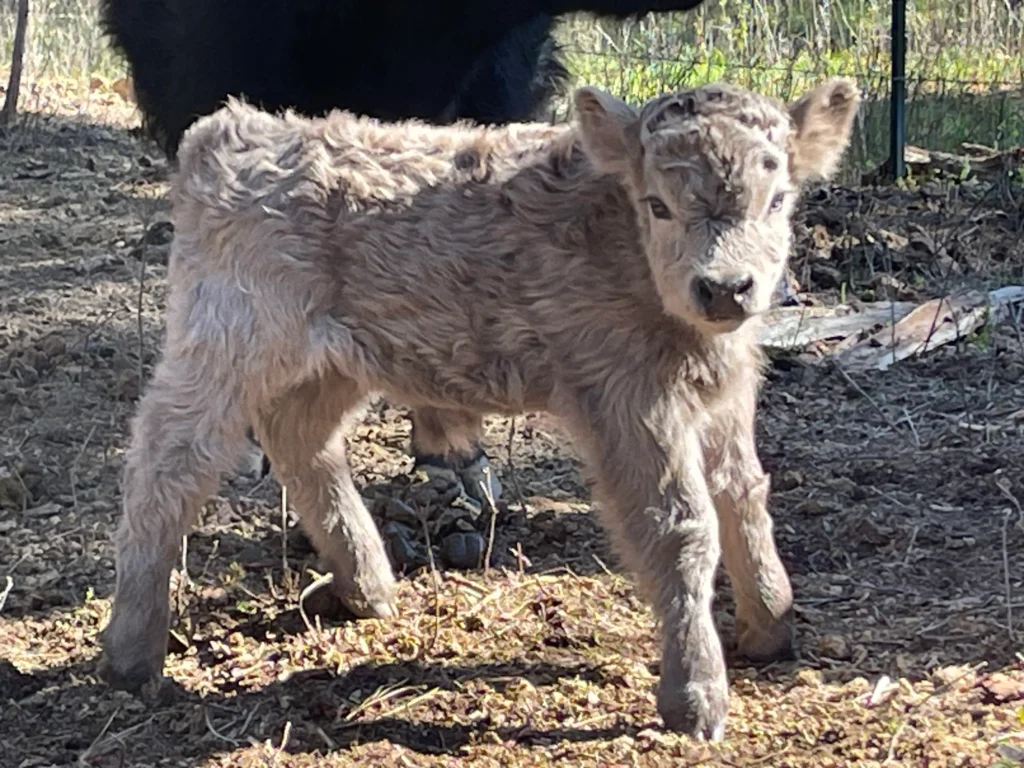 micro bull calf