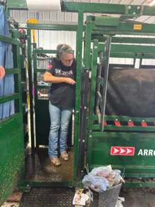 AI in cattle