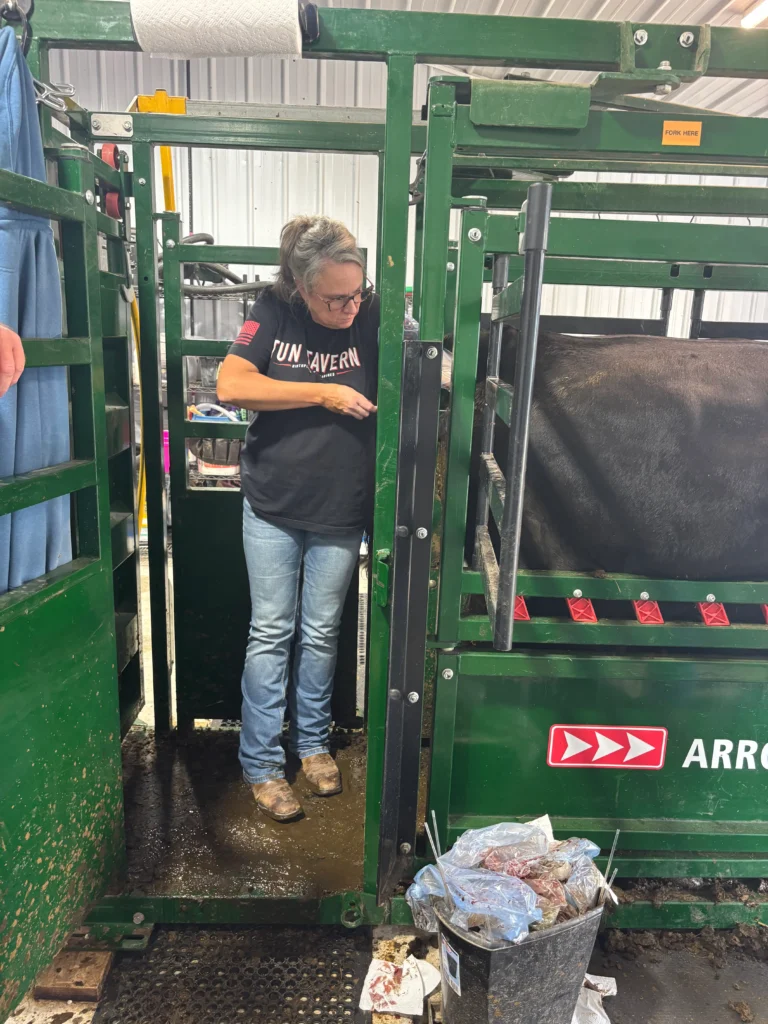 AI in cattle