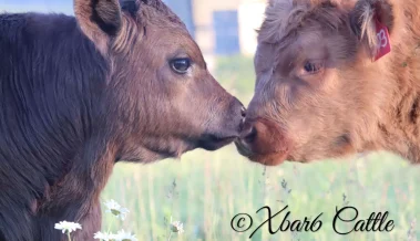 tiny cows kissing