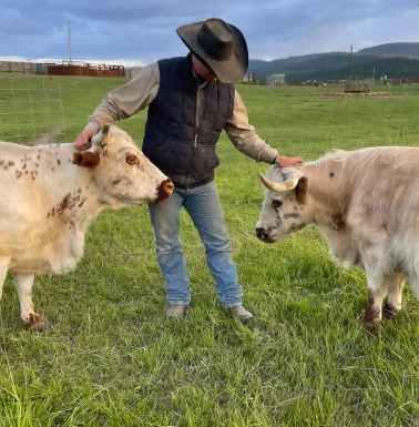 miniature cattle with Ray